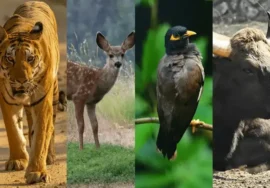 Adventure & Wildlife Tourism in Chhattisgarh: A Modern Case Study