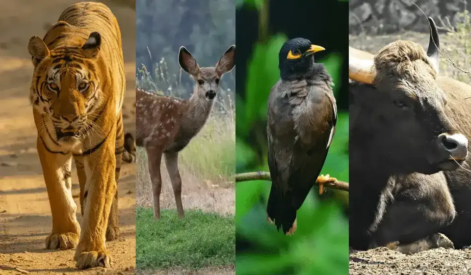 Adventure & Wildlife Tourism in Chhattisgarh: A Modern Case Study